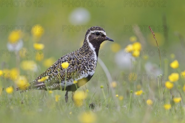European Golden Plover (Pluvialis apricaria), Iceland