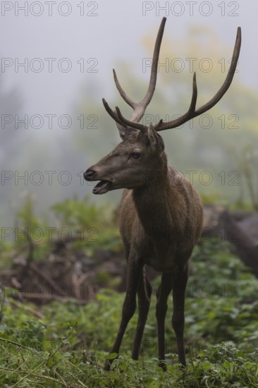 Young red deer buck with small antlers in a forest