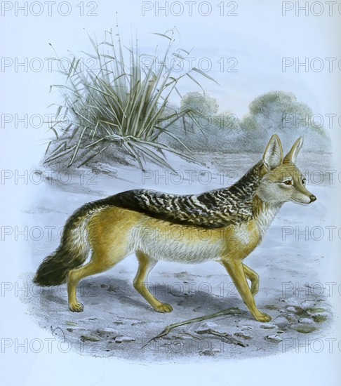 Black-backed jackal (Lupulella mesomelas), Canis mesomelas, Historical, digitally restored reproduction of a 19th century original, exact date unknown.