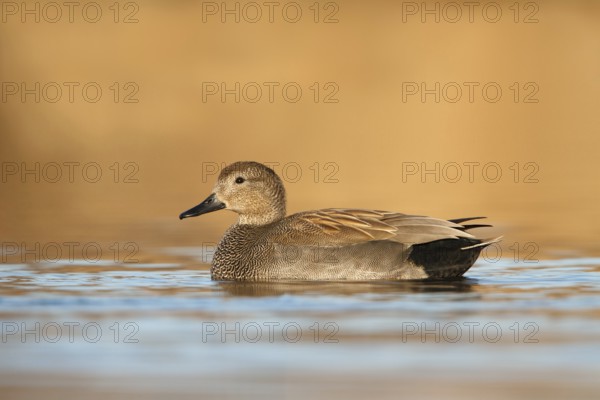 Gadwall (Mareca strepera), Utrecht, Netherlands