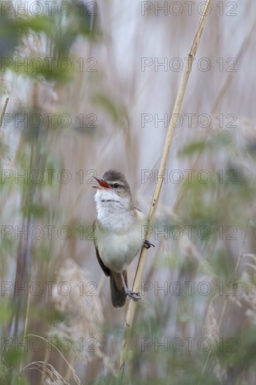 Great Reed Warbler (Acrocephalus arundinaceus) male singing, Saxony, Germany