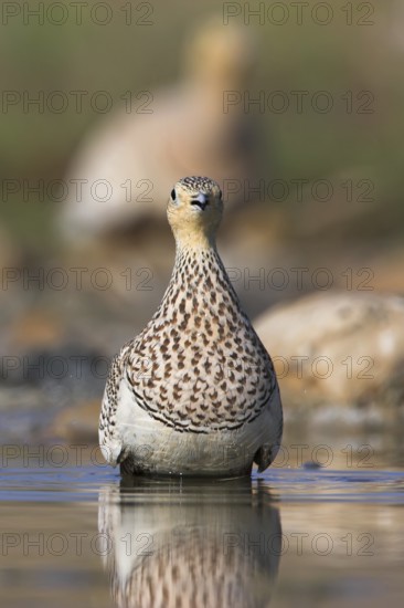 Chestnut-bellied Sandgrouse (Pterocles exustus) female, Oman