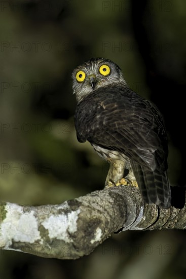 Papuan Hawk-Owl (Uroglaux dimorpha) perched on a branch in Papua New Guinea