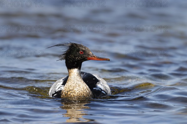 Red-breasted Merganser (Mergus serrator) male, Gotland, Sweden