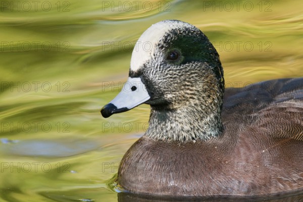American Wigeon (Mareca americana) male, Arizona, USA