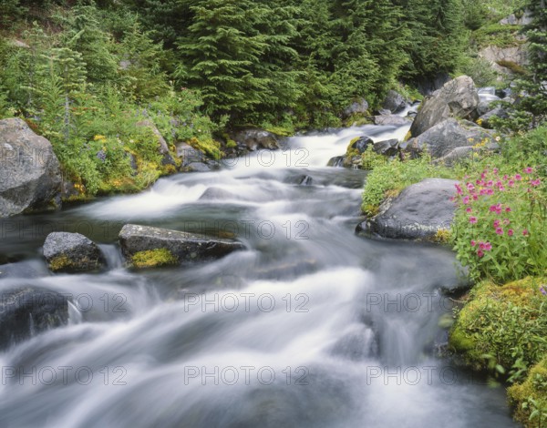 A pristine mountain stream flows over mossy rocks, surrounded by lush greenery and vibrant wildflowers, creating a peaceful and scenic landscape in Mount Rainier National Park