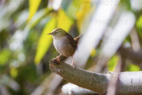 Wren (troglodytes troglodytes) Germany
