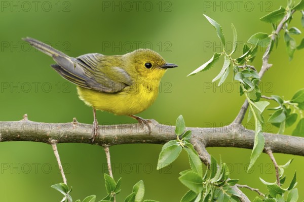 Hooded Warbler (Setophaga citrina) female, Texas, USA