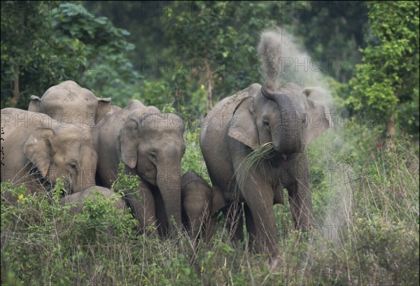 Indian Elephant (Elephas maximus indicus) herd of females dusting, Jaldapara National Park, India