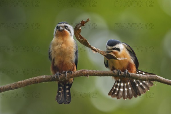 Collared Falconet (Microhierax caerulescens) pair displaying, Darjeeling, India