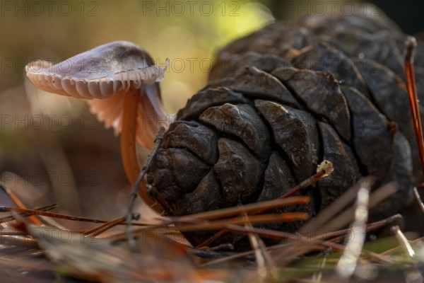 Close up of a mushroom growing next to a pine cone on a forest floor, surrounded by fallen leaves and pine needles. The image captures natural texture and earth tones