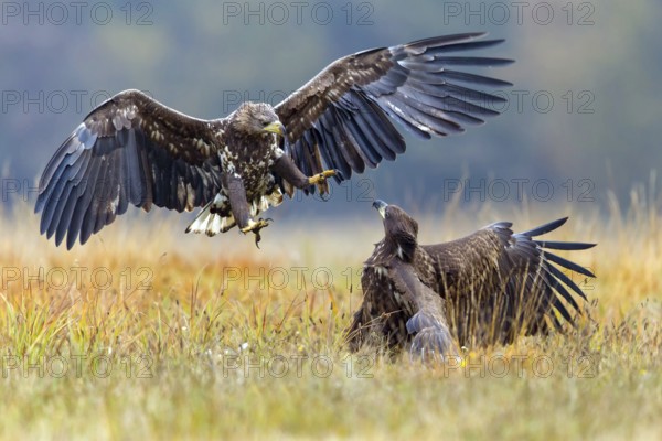 White-tailed eagle, animals, birds, birds of prey, eagle, (Haliaeetus albicill), Haliaaetus albicilla, hawk family, two, fight, fight, fighting, fighting, fighting, centrapoles, Kutno, Lodz, Poland