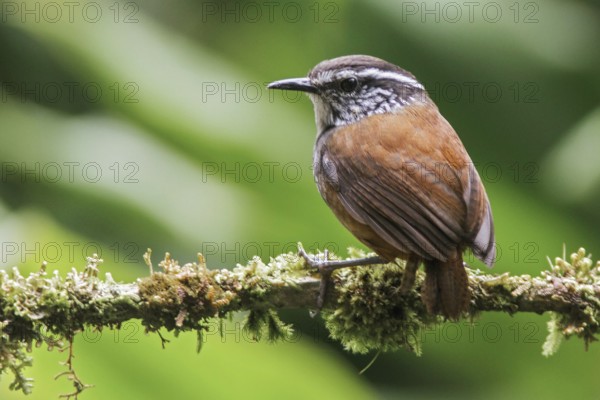 Gray-breasted Wood Wren (Henicorhina leucophrys) perched on a branch in Ecuador, South America