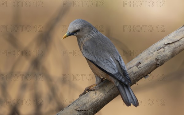 Chestnut-tailed Starling (Sturnia malabarica) perched on a dry branch, Sreepur, Gazipur, Bangladesh
