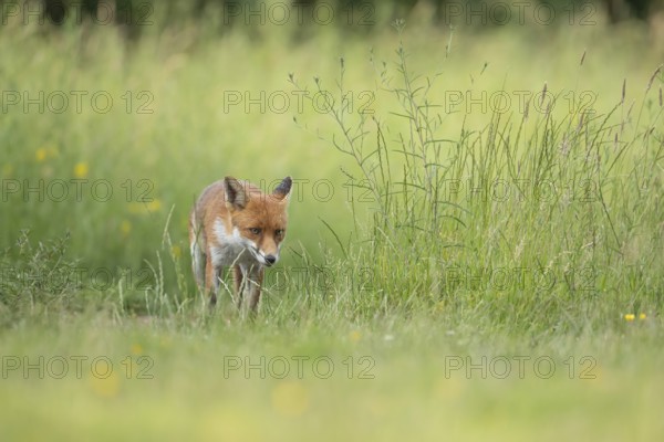 Red fox (Vulpes vulpes) adult wild animal in grassland in summer, England, United Kingdom