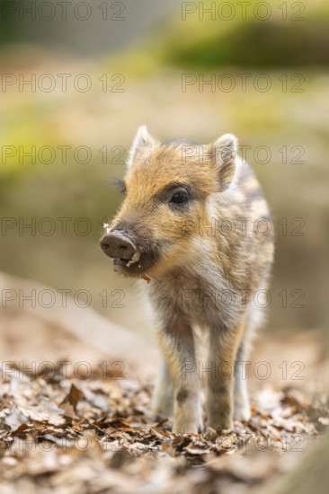 Wild boar (Sus scrofa) piglet standing in a forest, Bavaria, Germany