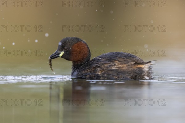 Little Grebe (Tachybaptus ruficollis) with fish prey in its beak, North Rhine-Westphalia, Germany