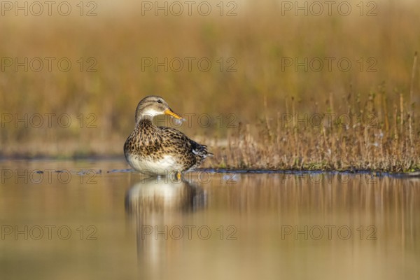Gadwall (Mareca strepera) female, North Rhine-Westphalia, Germany
