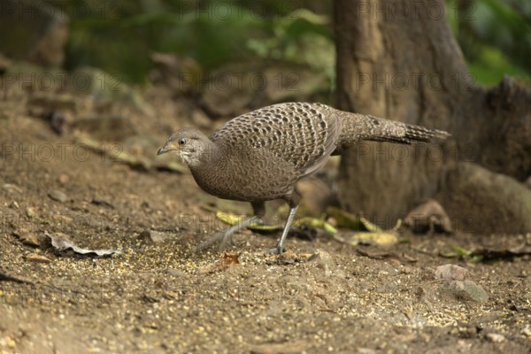 Grey Peacock-Pheasant (Polyplectron bicalcaratum) female, Yunnan, China