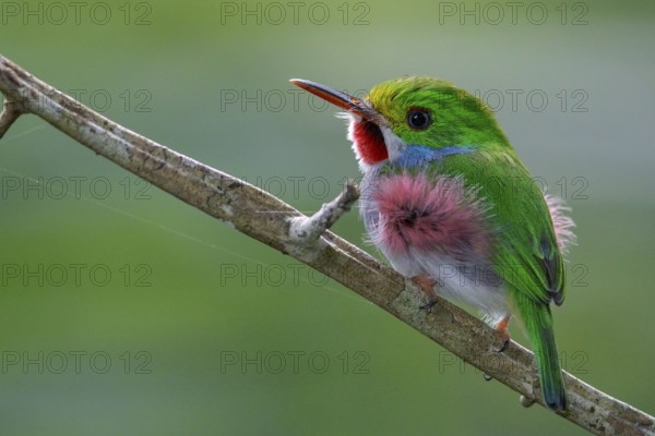 Cuban Tody (Todus multicolor) perched on a branch in Cuba