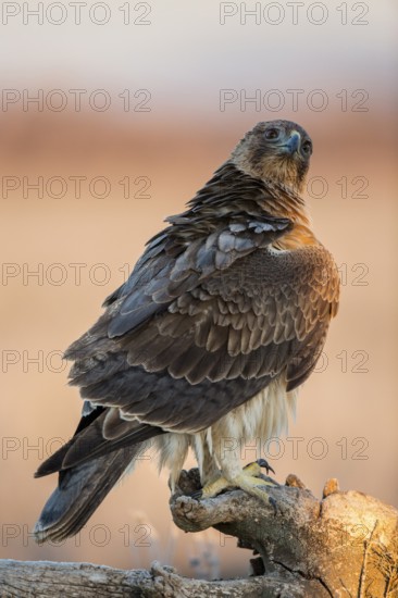 Bonelli's Eagle (Aquila fasciata) juvenile, Castile-La Mancha, Spain