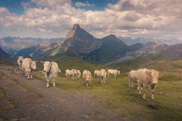 A herd of cows grazes peacefully in a stunning mountain landscape, framed by a dramatic sky with clouds in summer. The serene scene captures nature is beauty and tranquility in the Pyrenees