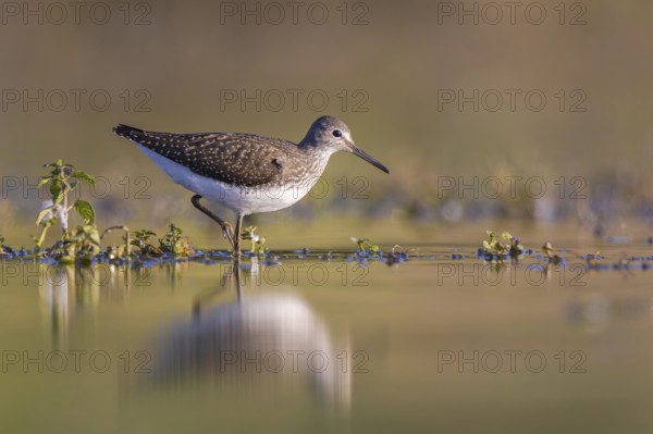 Green Sandpiper (Tringa ochropus) foraging, North Rhine-Westphalia, Germany
