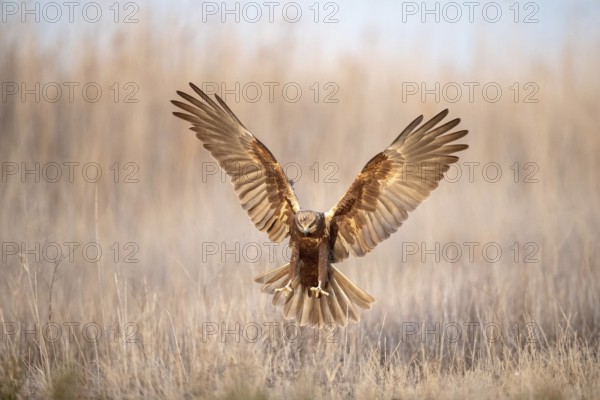 Western Marsh Harrier (Circus aeruginosus) female flying, Castile-La Mancha, Spain