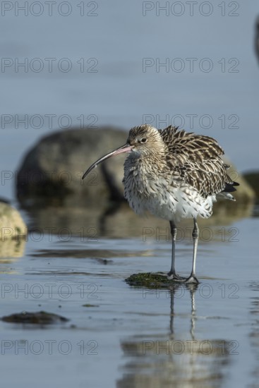 Eurasian Curlew (Numenius arquata) foraging, Mecklenburg-Western Pomerania, Germany