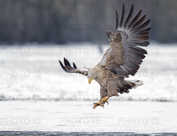 White-tailed Eagle (Haliaeetus albicilla) landing, Poland