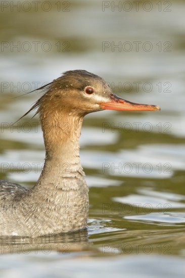 Red-breasted Merganser (Mergus serrator) female, Norway