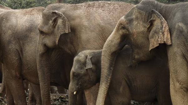 Three Asian elephants (elephas maximus), including a young one, form a close herd, Pinnawela Elephant Orphanage, Sri Lanka