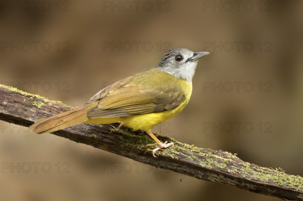Yellow-bellied Bulbul (Alophoixus phaeocephalus), Pahang, Malaysia