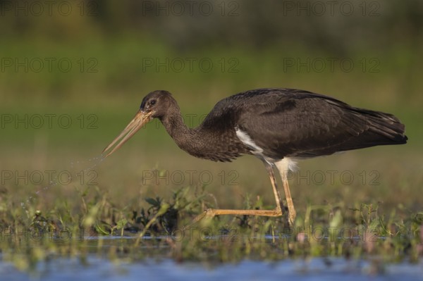 Black Stork (Ciconia nigra) juvenile foraging, Tiszaalpár, Hungary