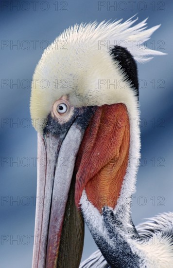 Brown Pelican (Pelecanus occidentalis), California, USA