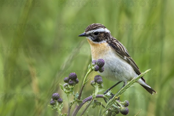 Whinchat (Saxicola rubetra) male perched on a thistle, Mecklenburg-Western Pomerania, Germany