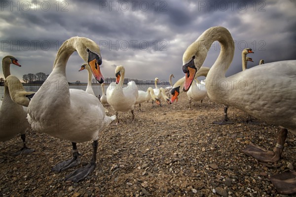 Mute Swan (Cygnus olor), North Rhine-Westphalia, Germany