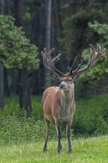 Red deer (Cervus elaphus) stag at forest edge with antlers covered in velvet in late spring
