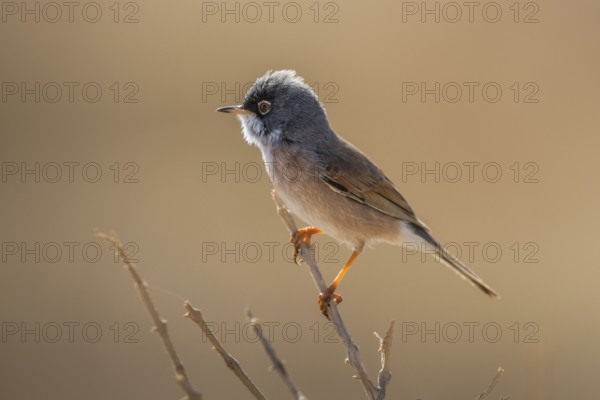Spectacled Warbler (Sylvia conspicillata) male, Fuerteventura, Spain