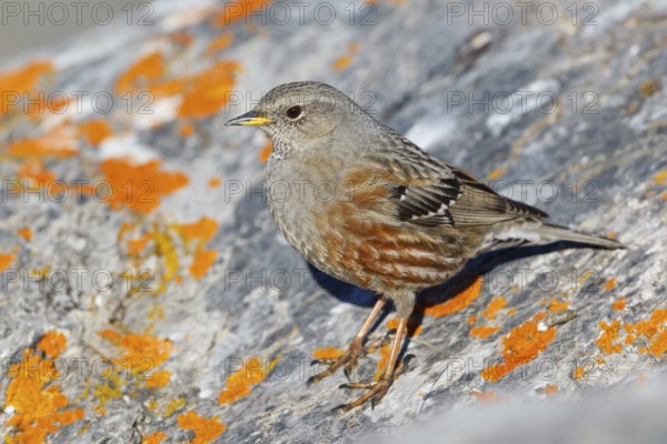 Alpine Accentor (Prunella collaris), Valais, Switzerland