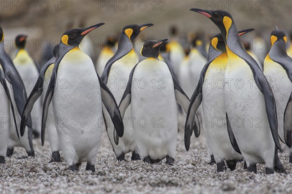 King Penguin (Aptenodytes patagonicus) group, South Georgia