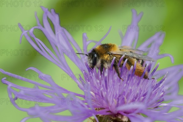 Brown-rumped trouser bee (Dasypoda hirtipes) on knapweed flower, Lower Saxony, Germany