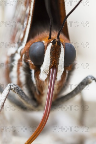 Charaxes jasius - Two-tailed Pasha - Erdbeerbaumfalter, Bosnia-Herzegowina, imago