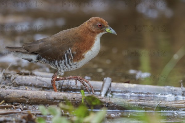 Red-and-white Crake (Laterallus leucopyrrhus) feeding in a marsh in the Atlantic rainforest of southeast Brazil