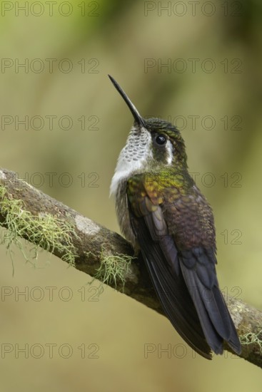Green-throated Mountain-gem (Lampornis viridipallens) perched on a branch in Guatemala in Central America