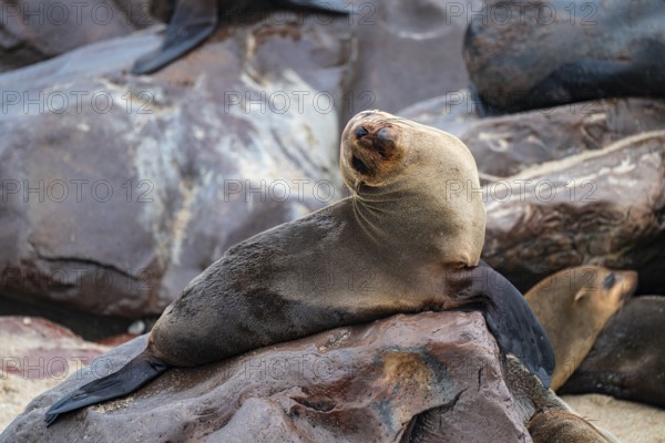 Seal colony, fur seal, Cape fur seal (Arctocephalus pusillus), Cape Cross, Atlantic coast, Namibia