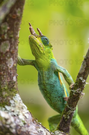 Three-horned chameleon (Trioceros jacksonii), male, on a branch, Bwindi Impenetrable Forest National Park, Uganda