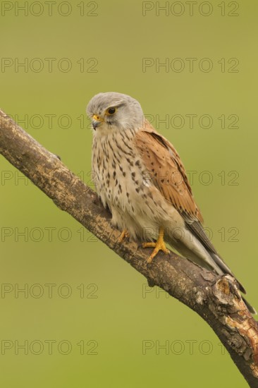 Common Kestrel (Falco tinnunculus) male perched on a branch, Serbia