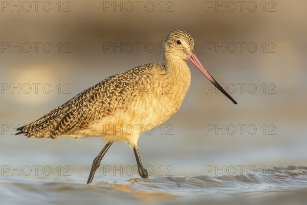 Marbled Godwit (Limosa fedoa) foraging, Florida, USA