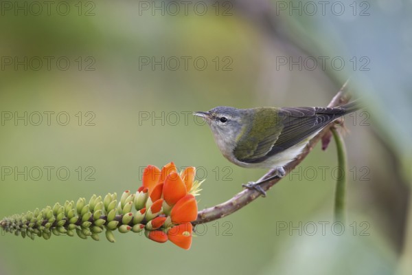 Tennessee Warbler (Leiothlypis peregrina) perched on a flowering branch, Santa Marta, Colombia